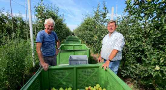 Apple pickers Bert Sonja and Piet are over 60 but