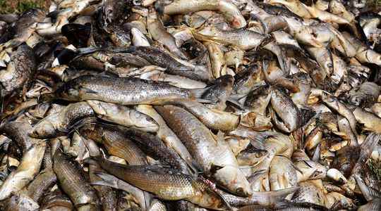 Asphyxia diseases Global warming is also decimating freshwater fish