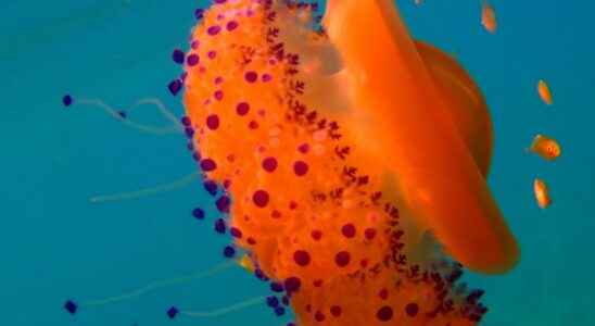 Bewitching jellyfish in 20 photos