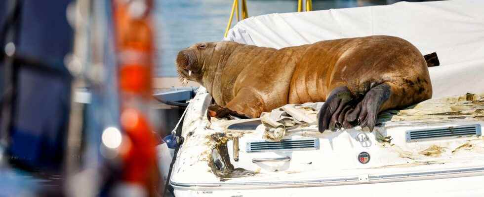 Celebrity walrus Freya euthanized