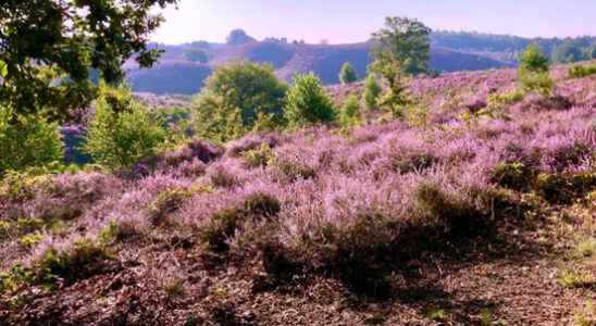 Concerns about drought on the purple heath This is definitely
