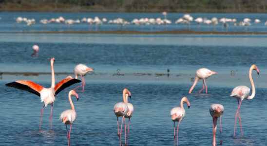 Cupids and crustaceans for the flamingo