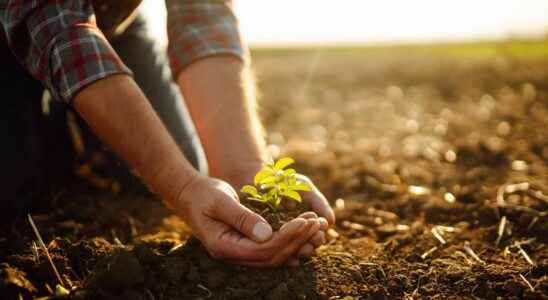 Decontaminate the soil with plants