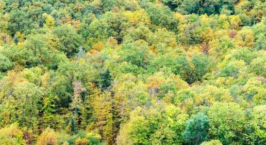 Deforestation the area of ​​forest per inhabitant has decreased by