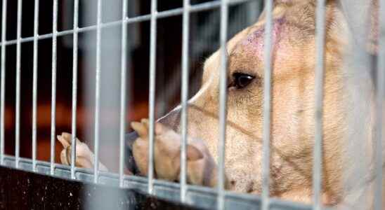 Dogs need new homes after the pandemic