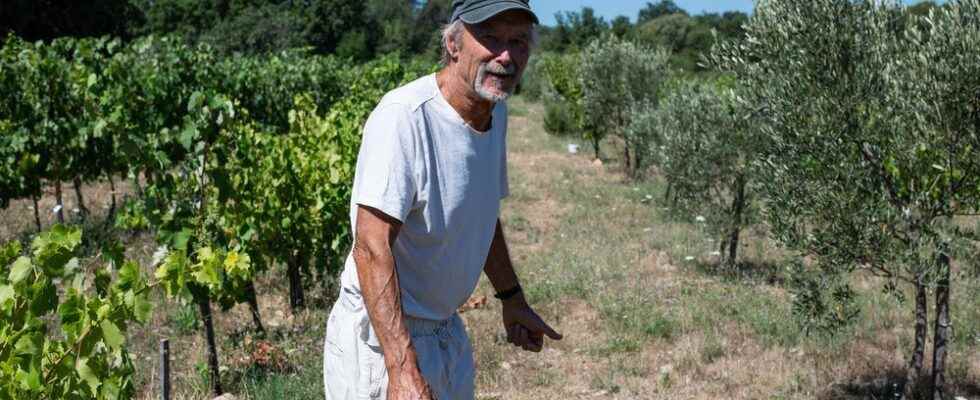 Drought in the Herault farmers are trying to adapt