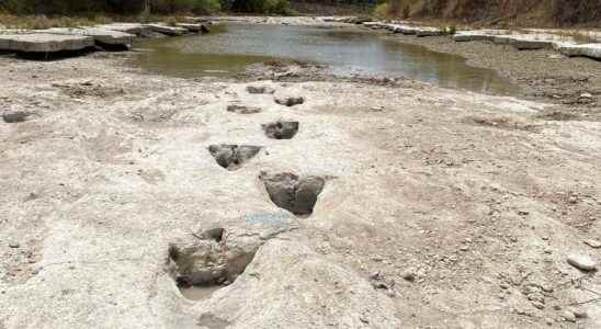 Drought reveals traces of giant reptile