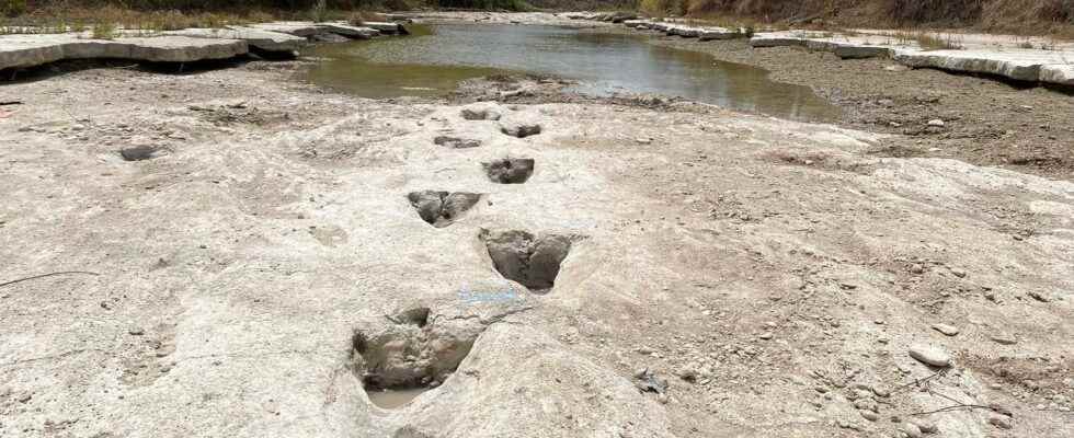 Drought reveals traces of giant reptile
