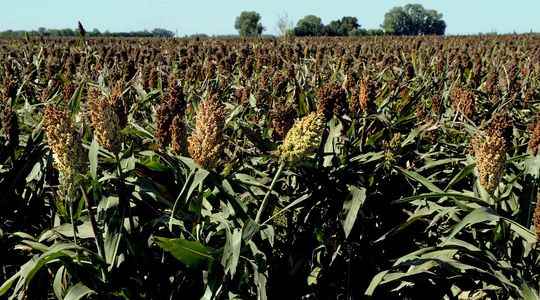 Drought should France start massively planting sorghum