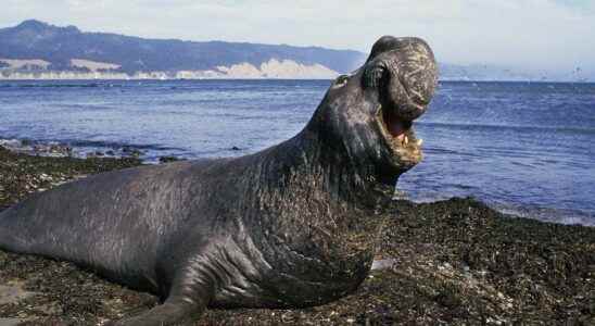 Elephant Seals Investigate the Biggest Sea Heat Wave Ever Recorded