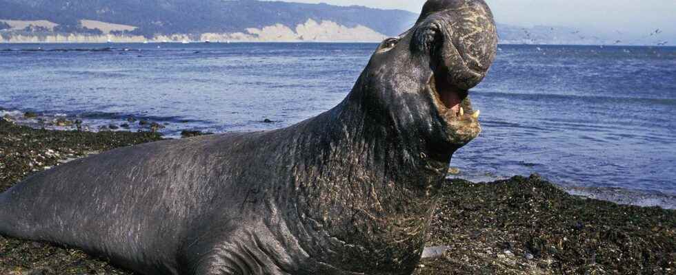 Elephant Seals Investigate the Biggest Sea Heat Wave Ever Recorded