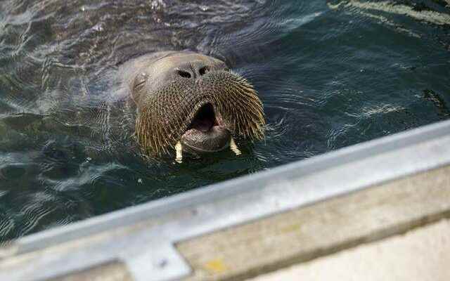 Famous walrus Freya in Norway was killed on the grounds