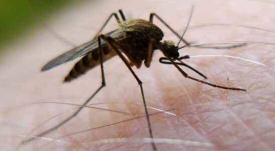 Few mosquitoes during hot and dry summer