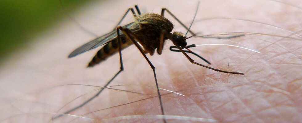 Few mosquitoes during hot and dry summer