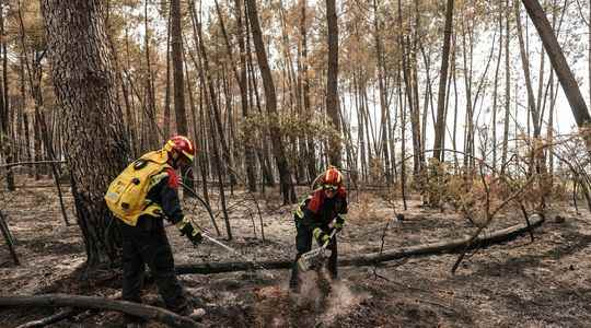 Fires saving burned wood a race against time for foresters