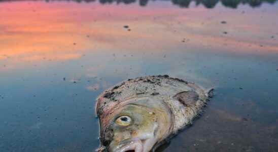 Fish death in the Oder warning signal for the Baltic