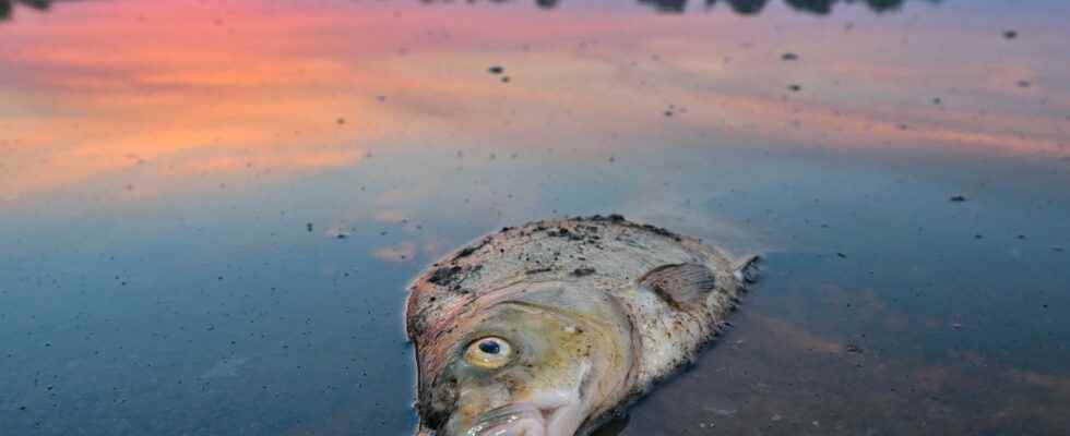 Fish death in the Oder warning signal for the Baltic