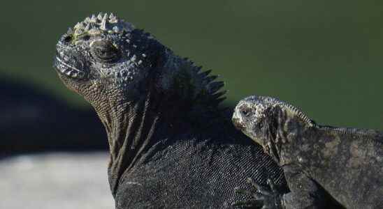 Galapagos success for the reintroduction of this species of iguanas
