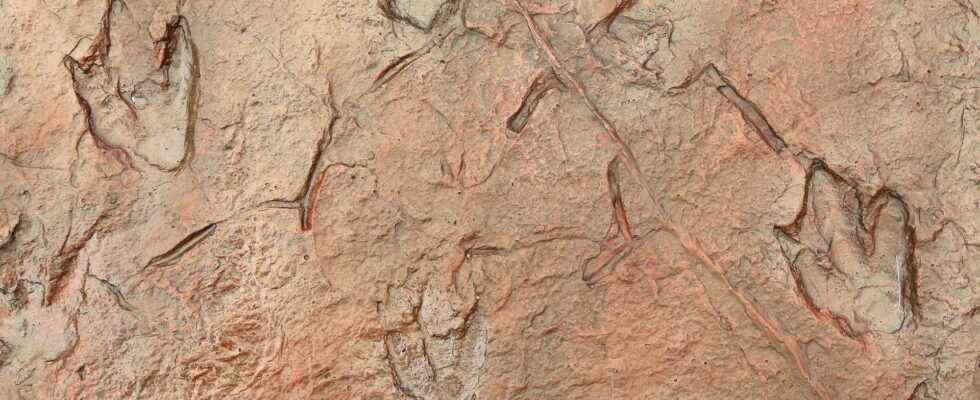 Gigantic dinosaur footprints reappear in Texas