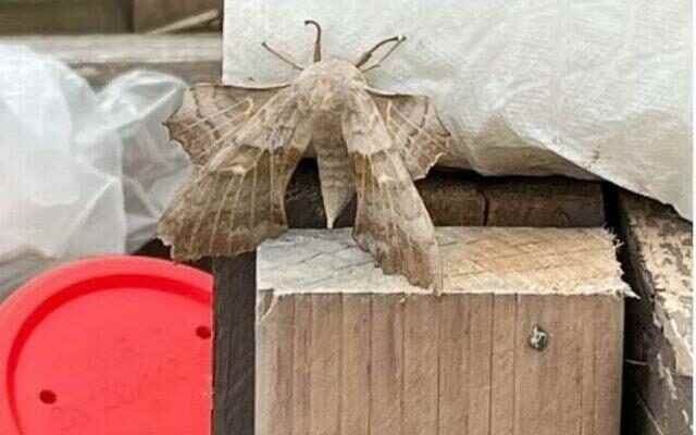 Gigantic moths have surrounded the city Turn off the lights