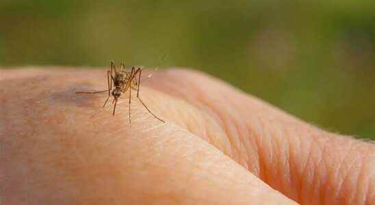 How do mosquito bites pass What is good for mosquito