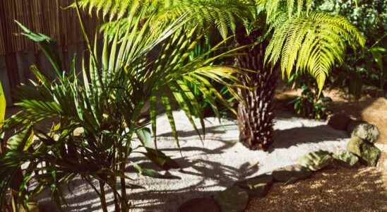 How to create and arrange an exotic garden