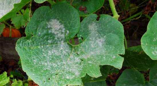How to fight powdery mildew naturally