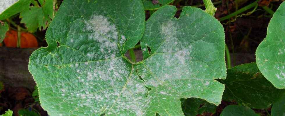 How to fight powdery mildew naturally