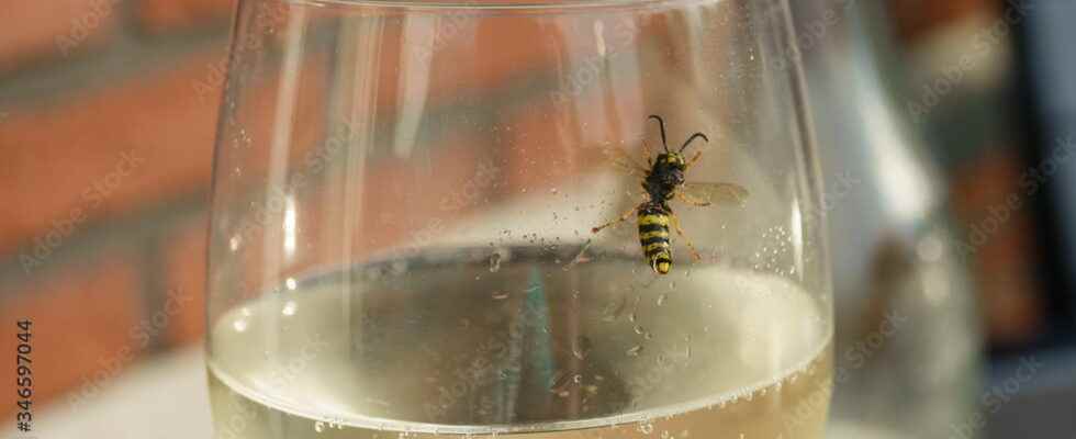 How to finally keep wasps away this summer The unstoppable