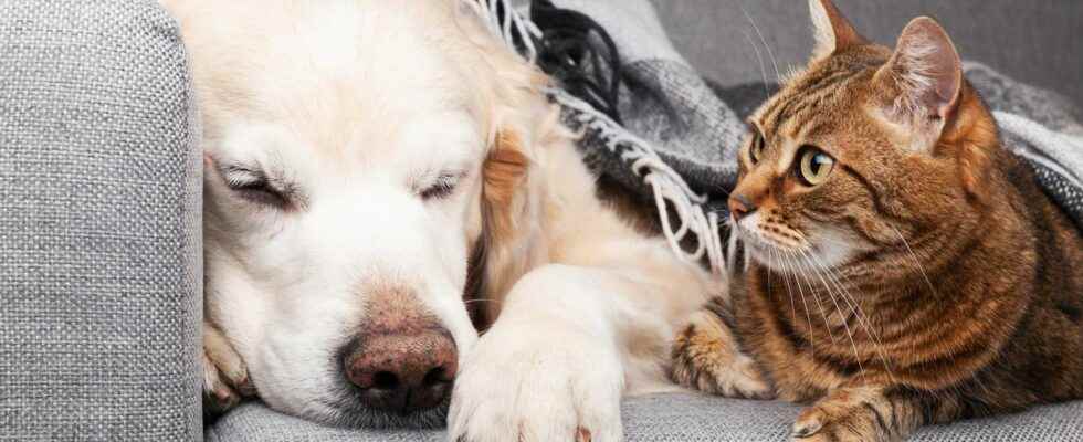 How to get rid of pet odors