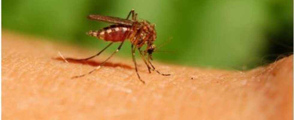 Humidity and heat beware of mosquitoes