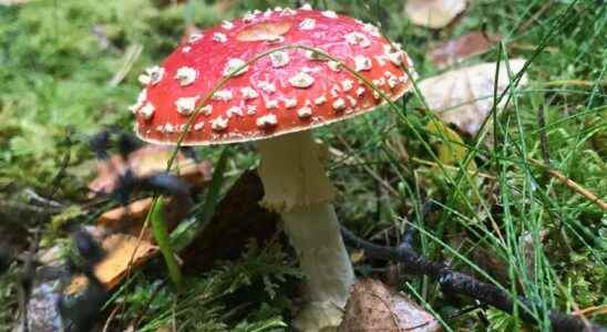 Many seek treatment for mushroom poisoning