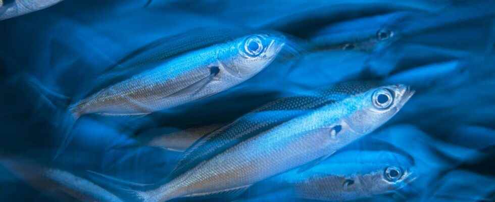 Mayotte dive into the most beautiful lagoons in the world