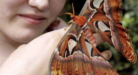 Mystery of found giant butterfly solved