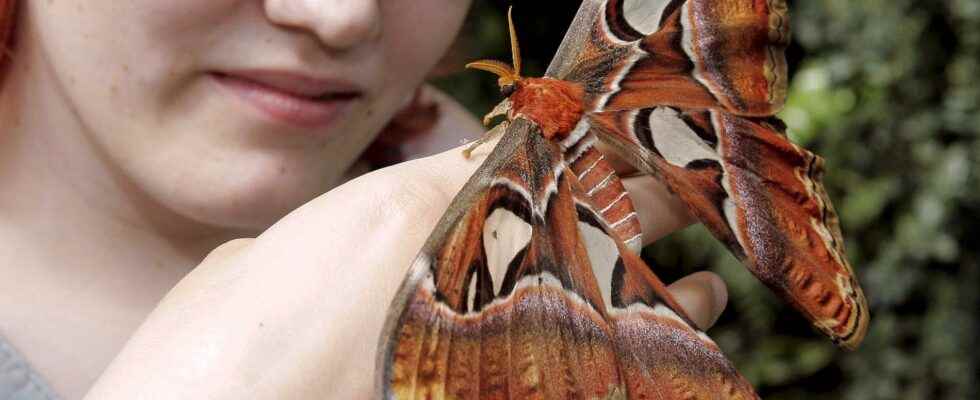 Mystery of found giant butterfly solved