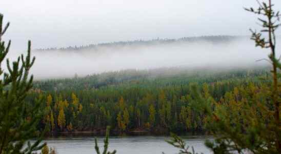 Northern forests sensitive to heat