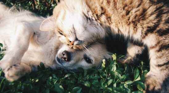 Nutrition issues in dogs and cats