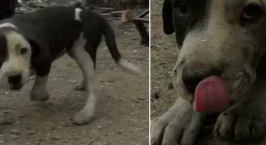 Patches the puppy was rescued from the flames in California