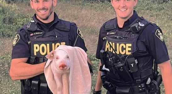 Pink squealing escapee detained after OPP foot chase