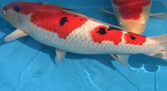 Ramons koi carp voted the most beautiful in Europe Didnt