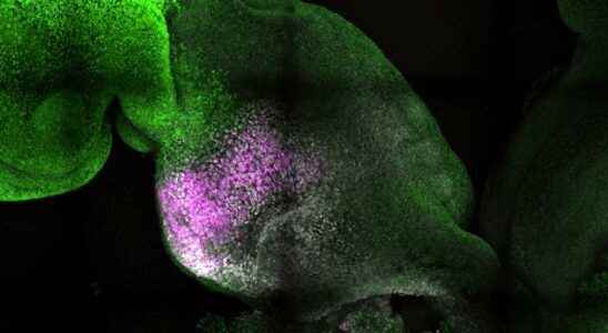 Scientists created synthetic mouse embryos