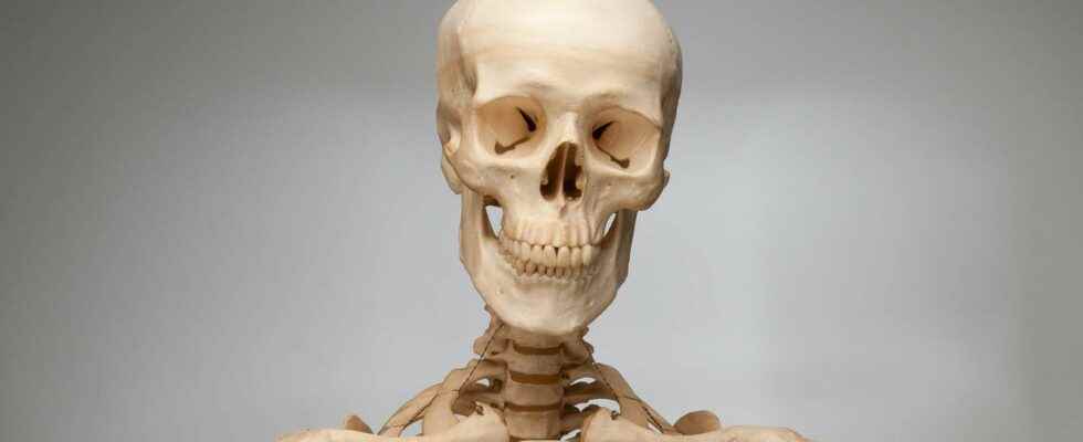 Skeletal bones how many bones does the human body have