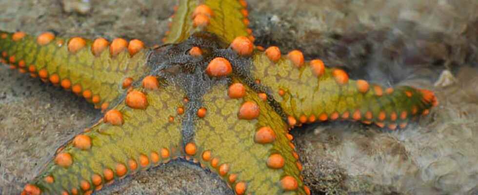 Starfish unsuspected predators