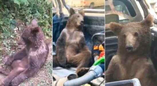 The bear that ate bitter honey was hospitalized If a