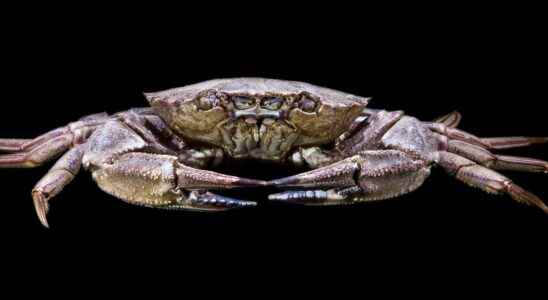 The fascinating crabs everything you need to know about crabs