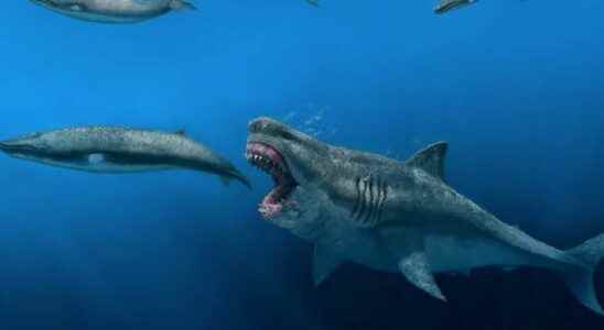 The megalodon made short work of prey the size of