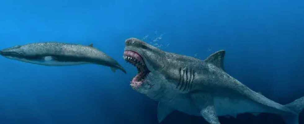 The megalodon made short work of prey the size of