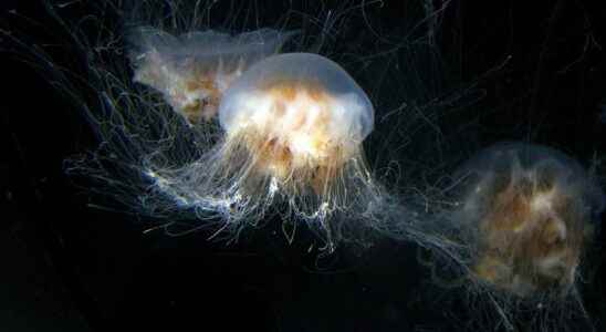 The mysterious world of jellyfish