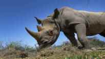 The number of rhinos continues to decrease but the worst