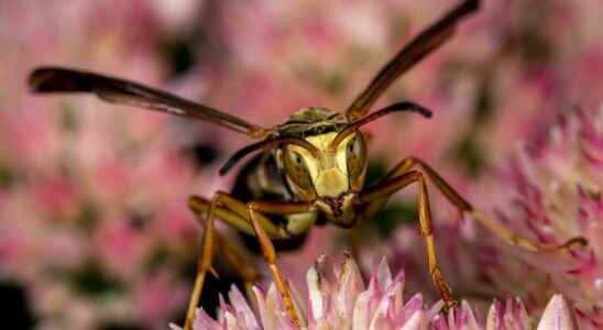 These Wasps Have Amazing Brains